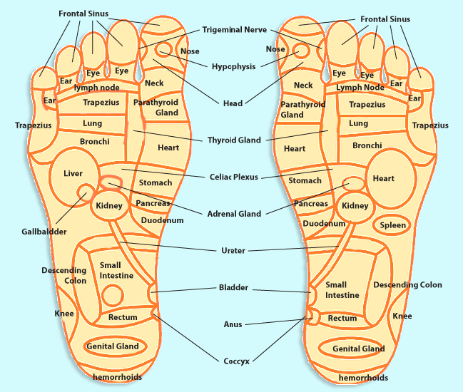 FLEXOLOGY REGIONS